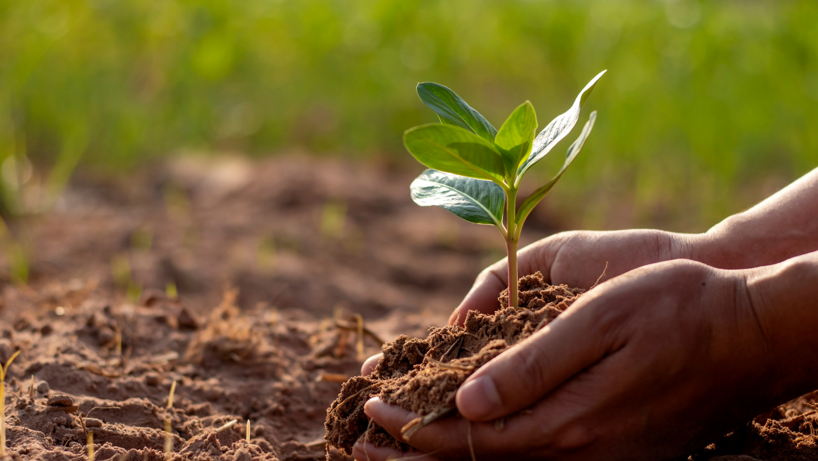 Creation Care and Sacred Grounds